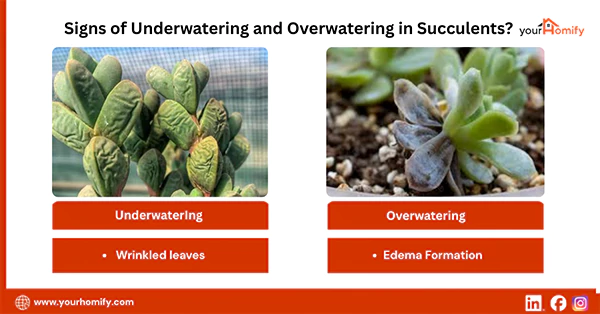 Signs of Underwatering and Overwatering in Succulents