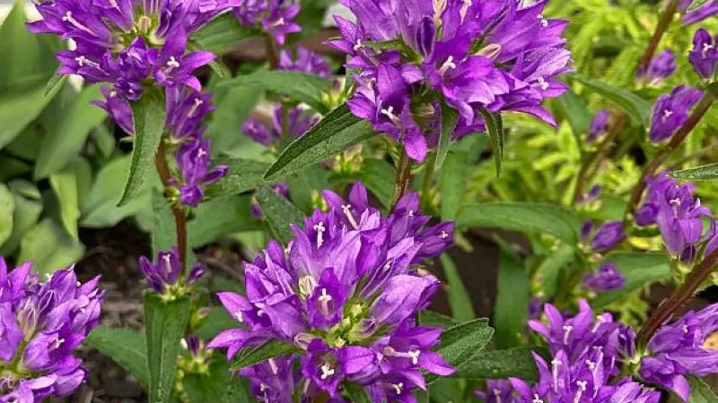 Extreme close-up of one star-shaped purple campanula flower with white pistil