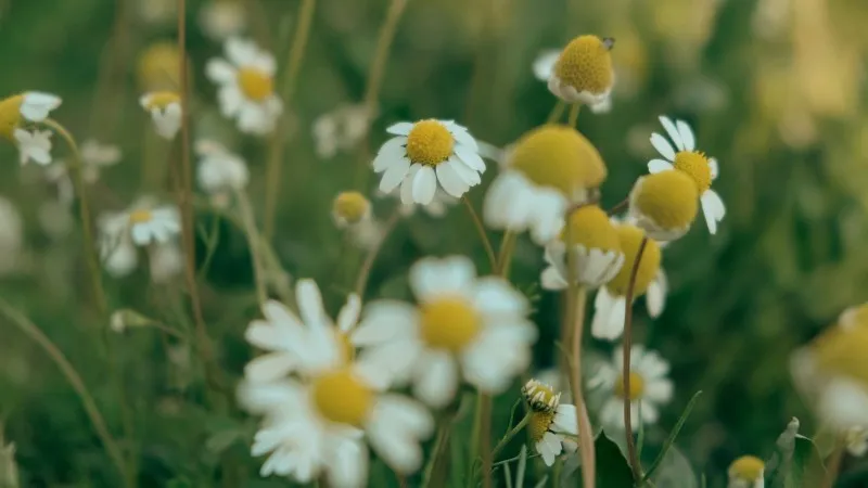 Single Chamomile flower with downturned petals in a soft-focus field.