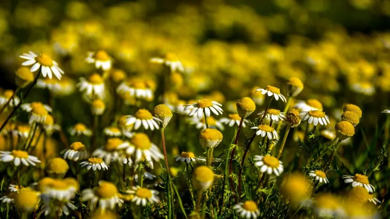 Single Chamomile flower with yellow center illuminated by sunlight.