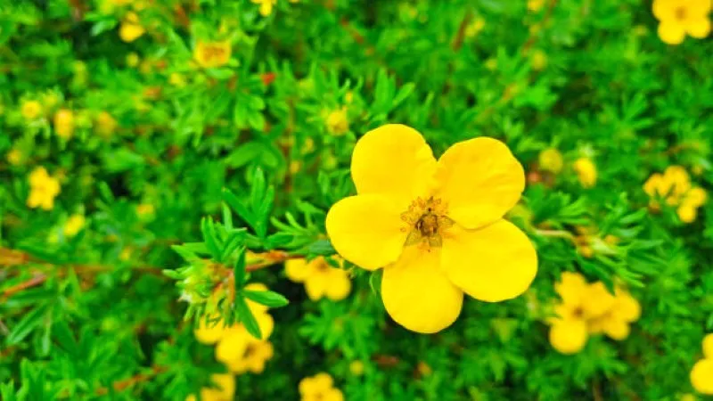 One large yellow Cinquefoil flower in focus above bright green foliage.
