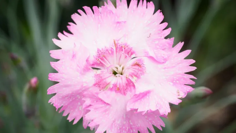Close-up of a single pale pink Clove Pink flower with fringed petals covered in fine water droplets.