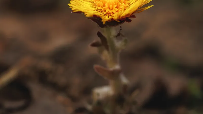 A single golden-yellow Coltsfoot flower on a tall scaly stem photographed against a blurred brown background.