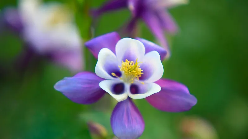 Bright purple Columbine flower glowing in sunlight against a clear blue sky.