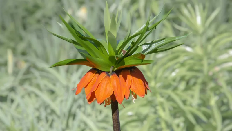 Solitary orange Crown Imperial flower topped with green leaves against a blurred background.