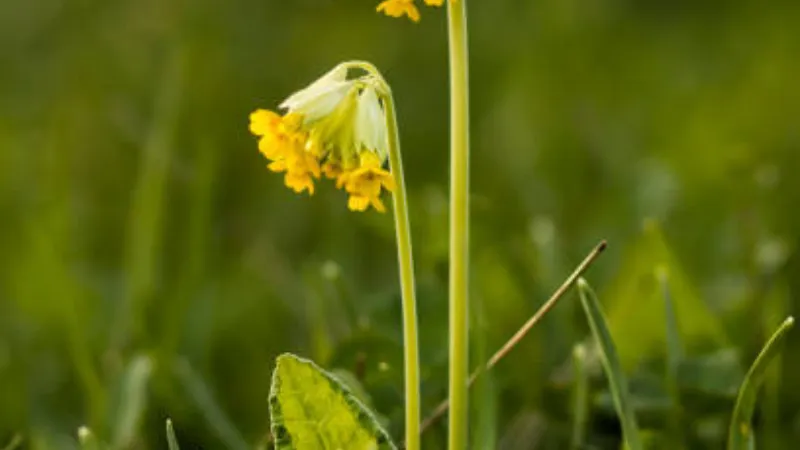 Close-up of pale green Cowslip flower buds beginning to open into yellow blooms.