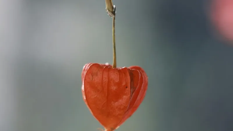 One red Chinese Lantern flower pod hanging from a thin stem against soft grey bokeh.