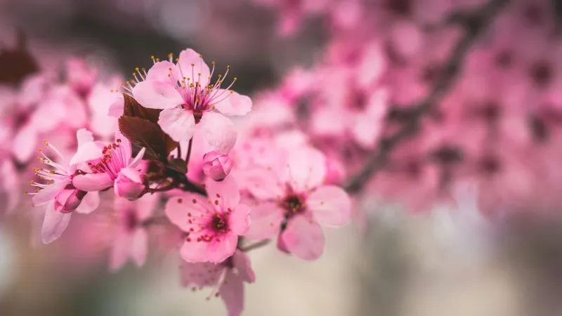 One open Cherry Blossom flower surrounded by pink buds.
