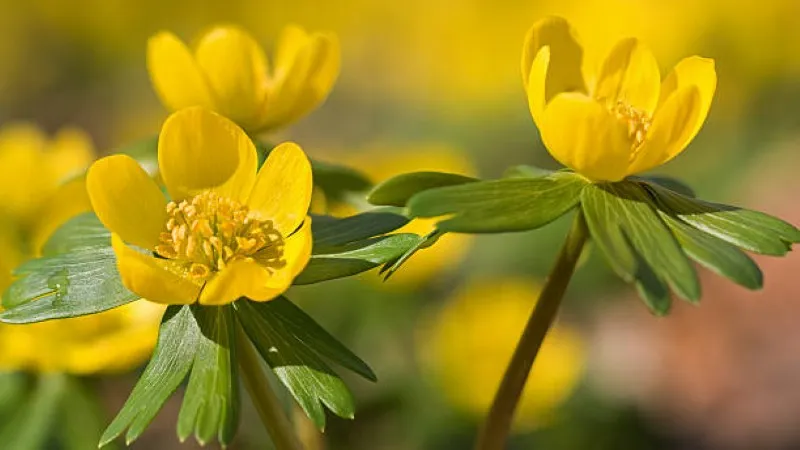 One fully open yellow Christmas Aconite flower blooming among surrounding flowers.