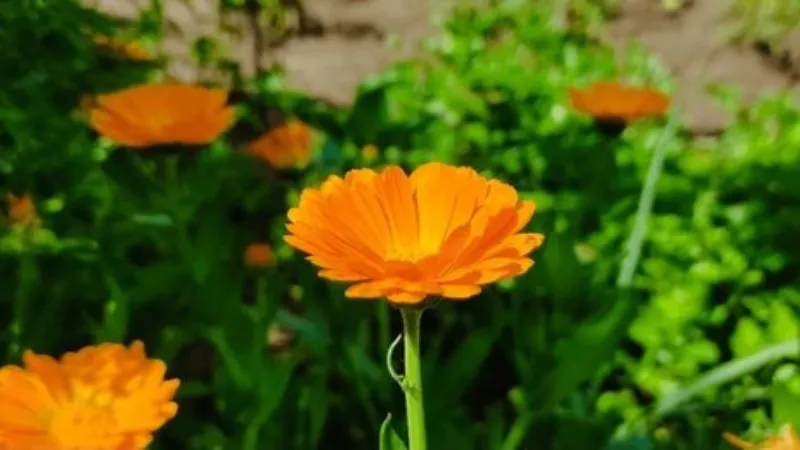 Tall Stem Calendula flower blooming with vibrant petals.