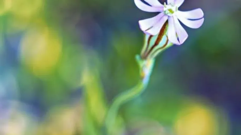 Close-up of a single pale pink-white Catchfly flower on a bent stem.