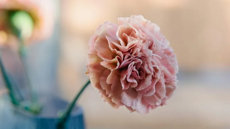 Single pink Carnation flower standing in a glass vase indoors with elegant layered petals.