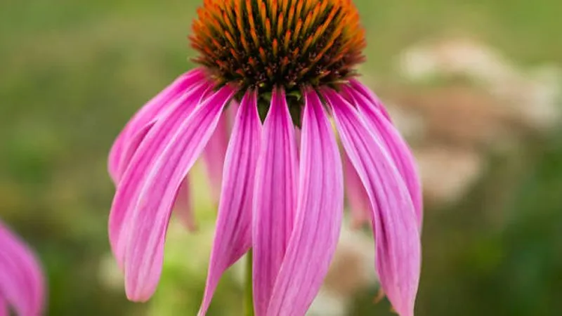 Single pink Echinacea flower with drooping petals and an orange-brown cone center against green foliage.