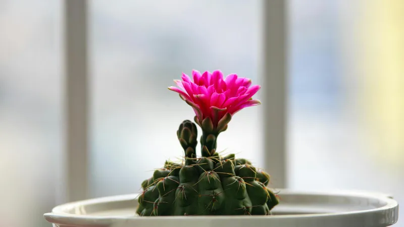 Potted Plant Cactus flower blooming as a single pink flower.