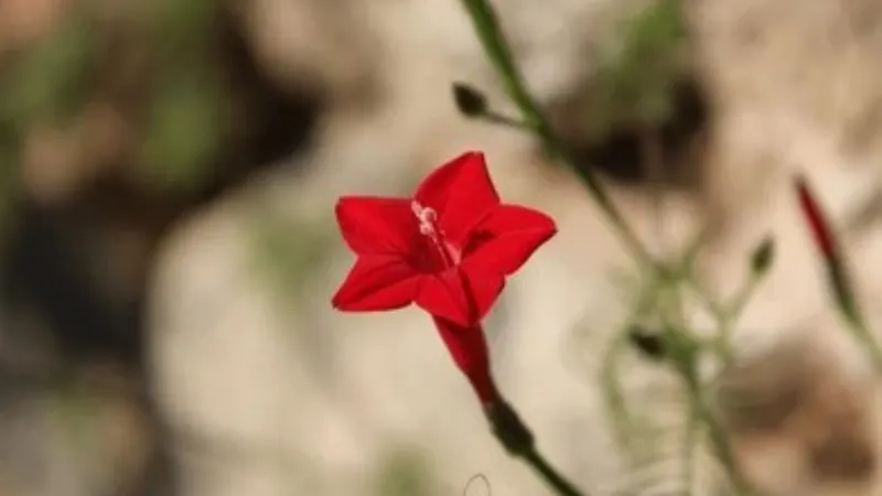 A single red star-shaped Cypress Vine flower with a white throat set against a softly blurred tan background.