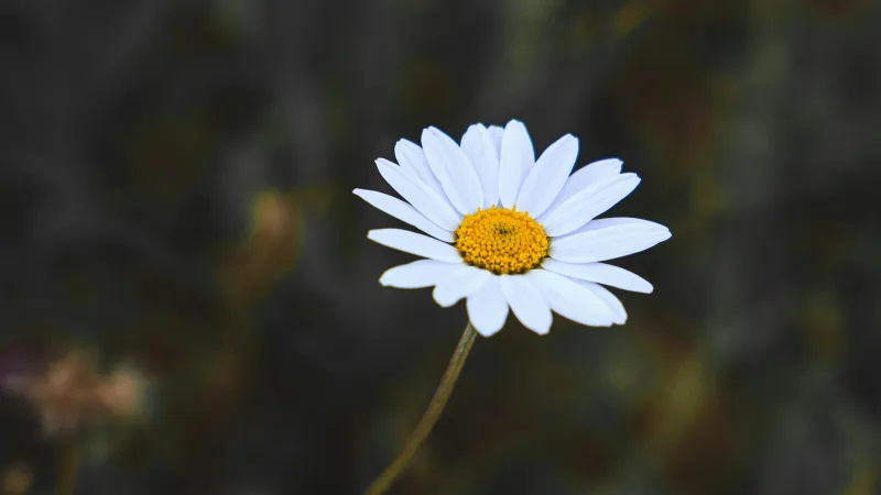 Single white Daisy flower with yellow center against a softly blurred dark background.