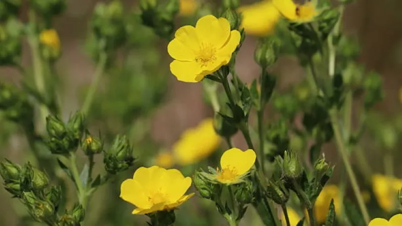 Single yellow Cinquefoil flower blooming among dense green ground cover.