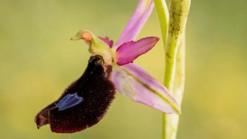 Slender stem Bee Orchid flower growing during the flowering season.