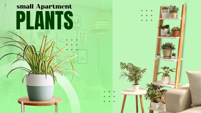 Small Apartment plants