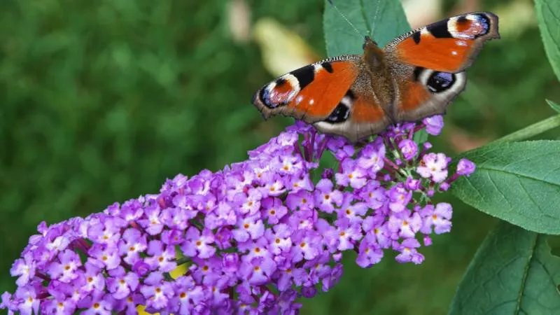 Peacock feeding Butterfly Bush flower with nectar.