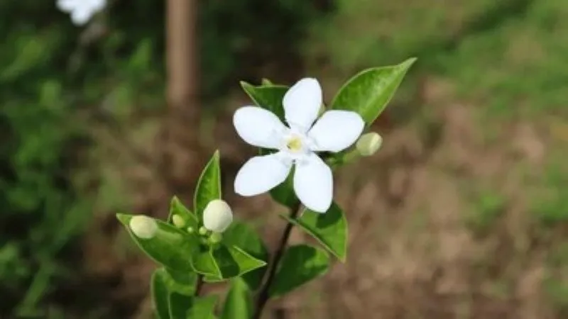 Small five-petaled white Cape Jasmine flower with buds in a garden setting