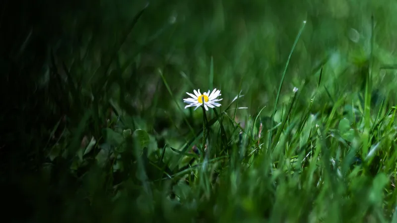 Small white Daisy flower with yellow center nestled among green grass blades.