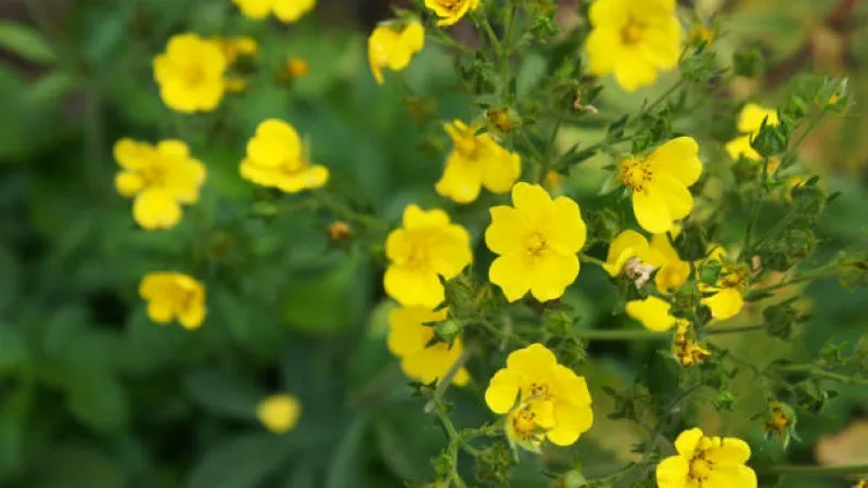 Small yellow Cinquefoil flower blooms growing among deeply lobed green leaves.