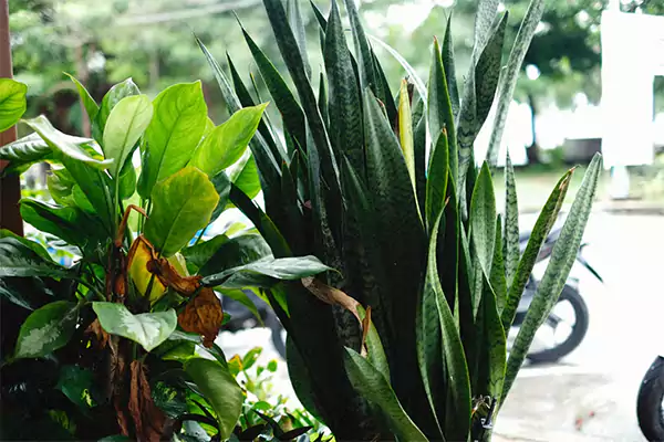 Snake plant