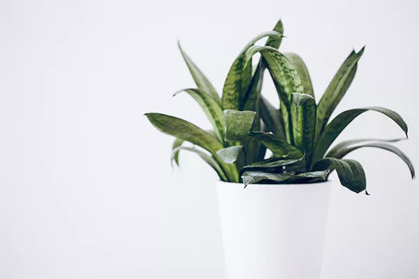 Snake plant