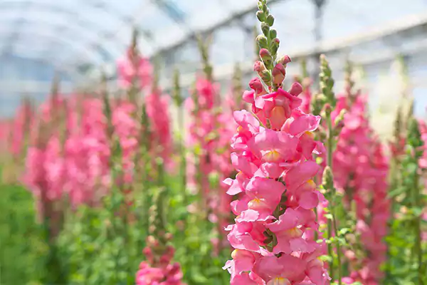 Snapdragon