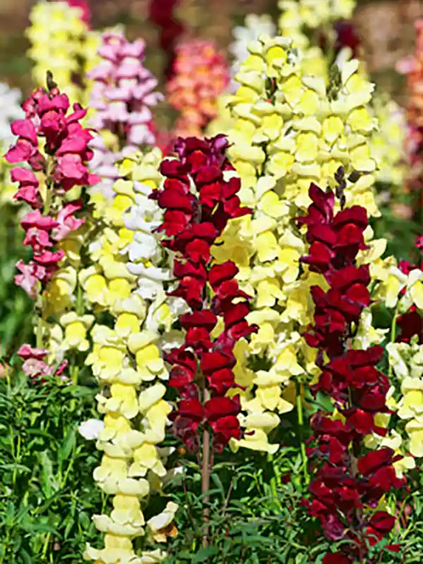 Snapdragon