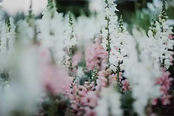 Snapdragon
