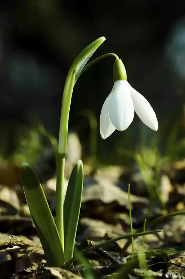 Snowdrop