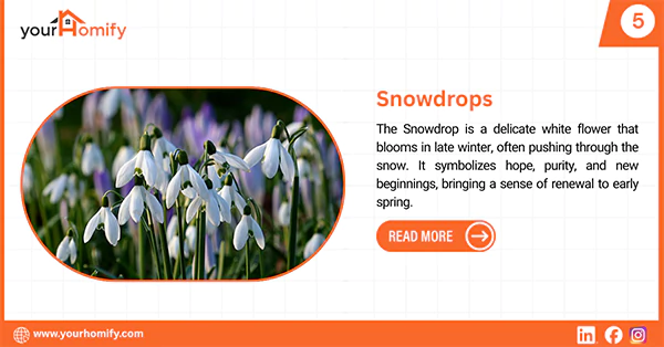 Snowdrop