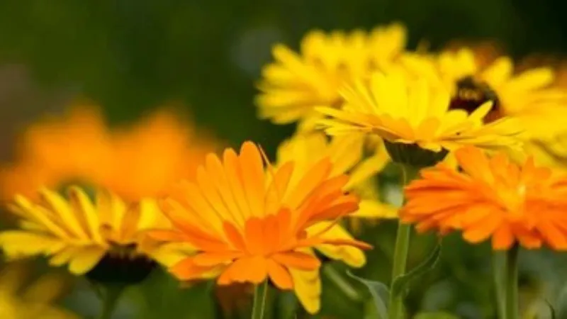 Blurred Background Calendula flower displaying orange and yellow tones.