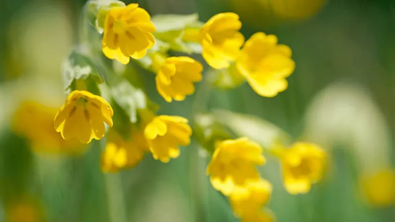 Cluster of yellow Cowslip flower blooms growing beneath bare tree branches.