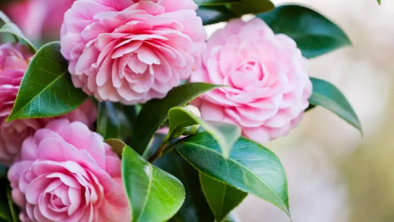 Soft pink camellia flowers with green leaves