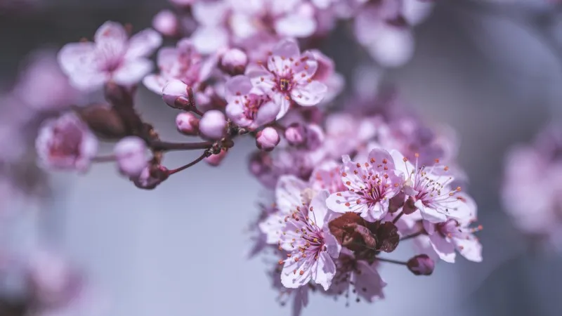 Extreme close-up of pale pink Cherry Blossom flower stamens.