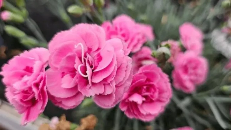 Several soft pink fully double Clove Pink flower blooms with ruffled petals above silvery grey-green foliage.