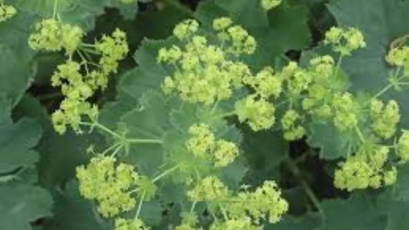 Alchemilla mollis flower clusters in close view