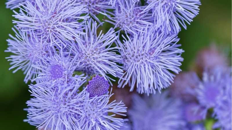 Soft close-up ageratum flowers light purple thread-like petals blooming in garden