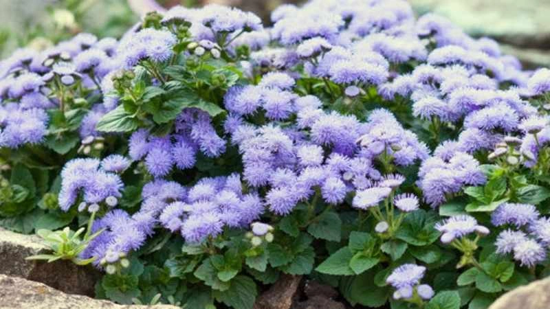 Beautiful garden ageratum flowers full bloom fluffy clusters