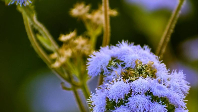 Soft decorative ageratum flowers blooming group