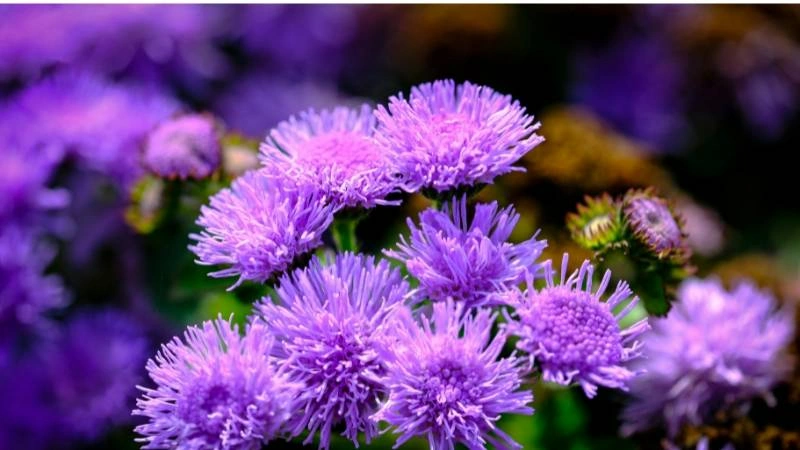 Elegant garden ageratum flowers feathery blooms tall stems view