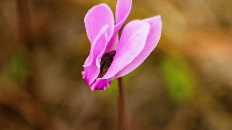 A single pink Cyclamen flower blooming on a slender stem against a softly blurred natural background.