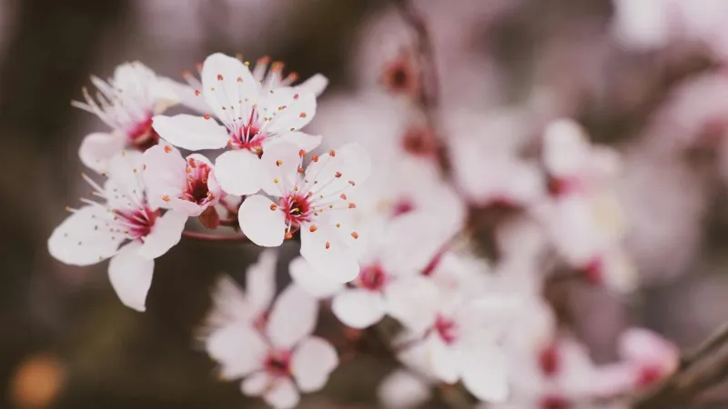 White Cherry Blossom flower blooms sparsely placed on a branch in soft sunlight.