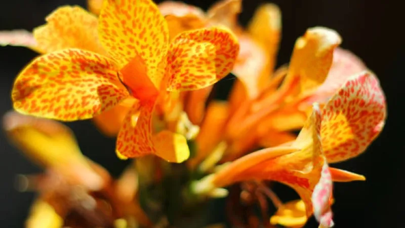 Close-up of orange and yellow speckled canna lily blooms
