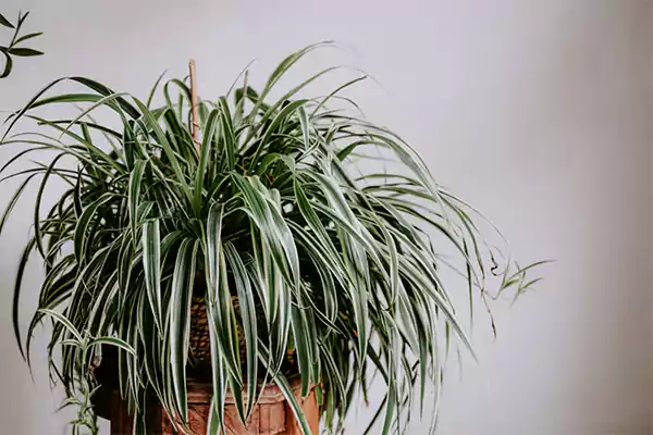Spider plant
