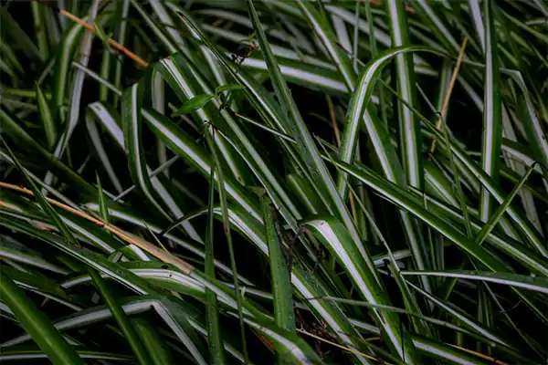 Spider Plant