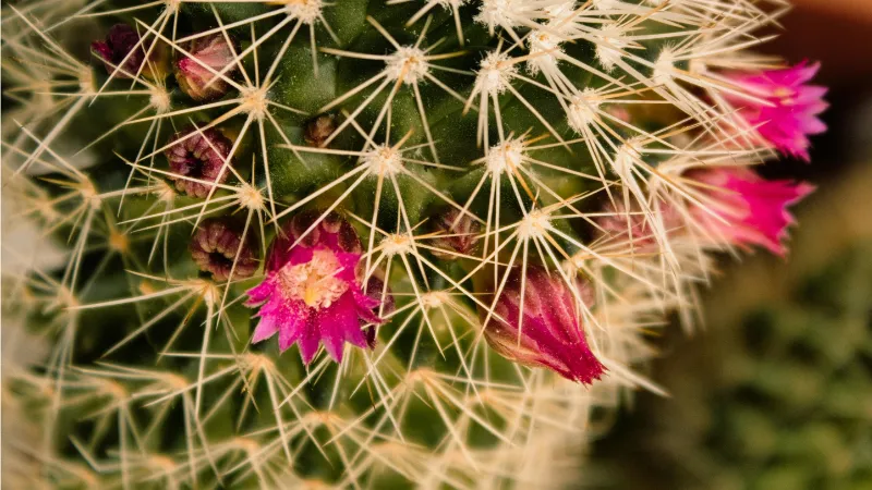 White Spines Cactus flower blooms creating a colorful display.
